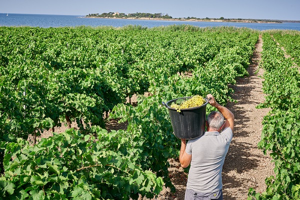 Florio harvest